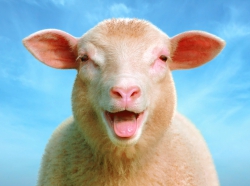 Sheeps goats (5)